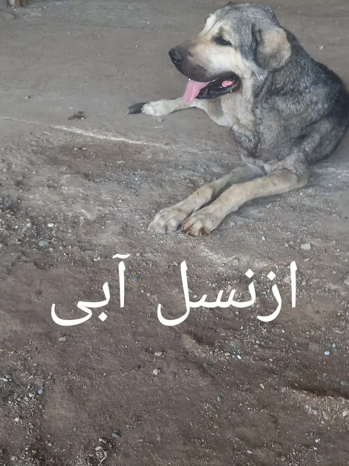 ماده عراقی از نسل آبی|سگ|تاکستان, |دیوار