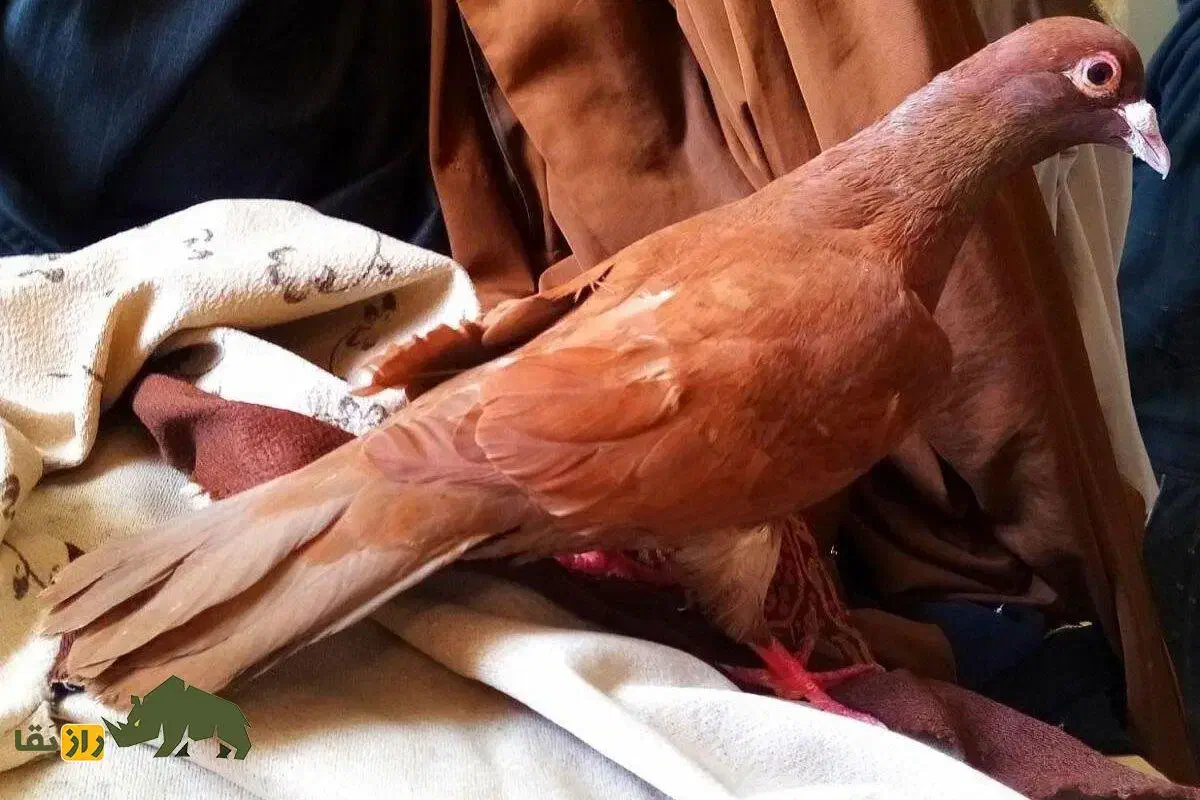 جوجه کبوتر گمشده|پرنده|آذرشهر, |دیوار