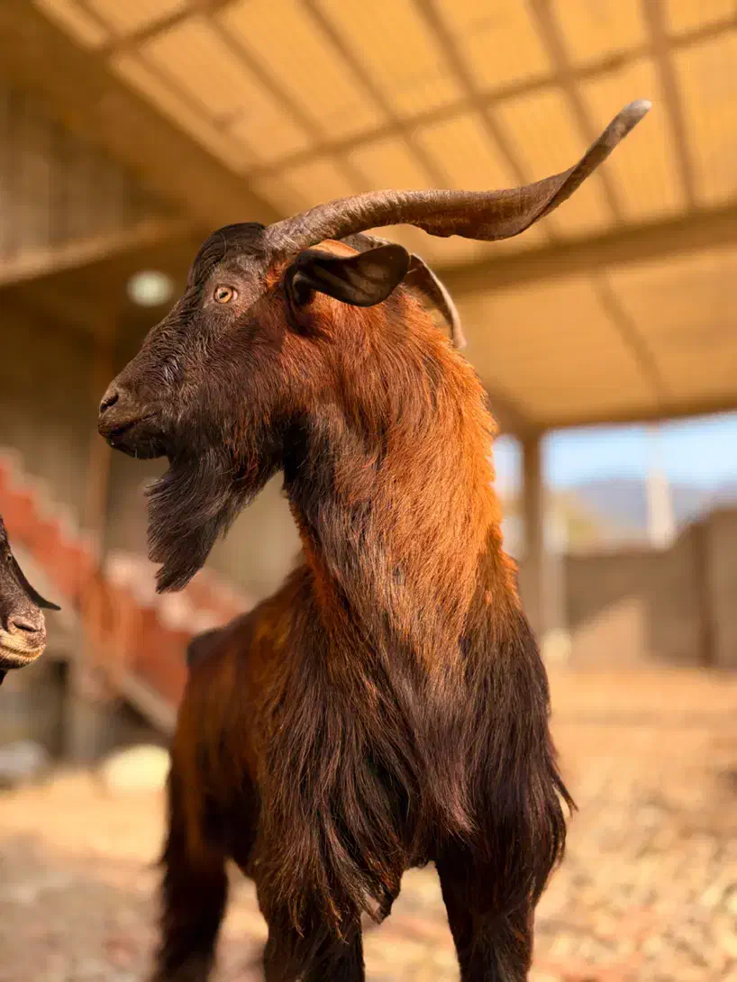 بزغاله آلپاین برای نسل کِشی|حیوانات مزرعه|شیرگاه, |دیوار