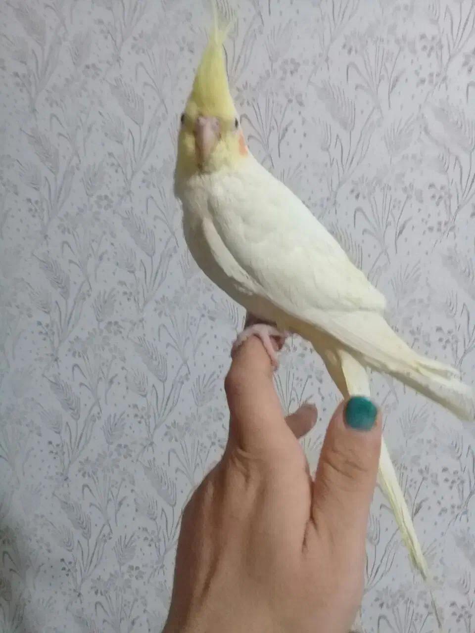 تلفن رومیزی و...|تلفن رومیزی|مشهد, شهرک صنعتی توس|دیوار