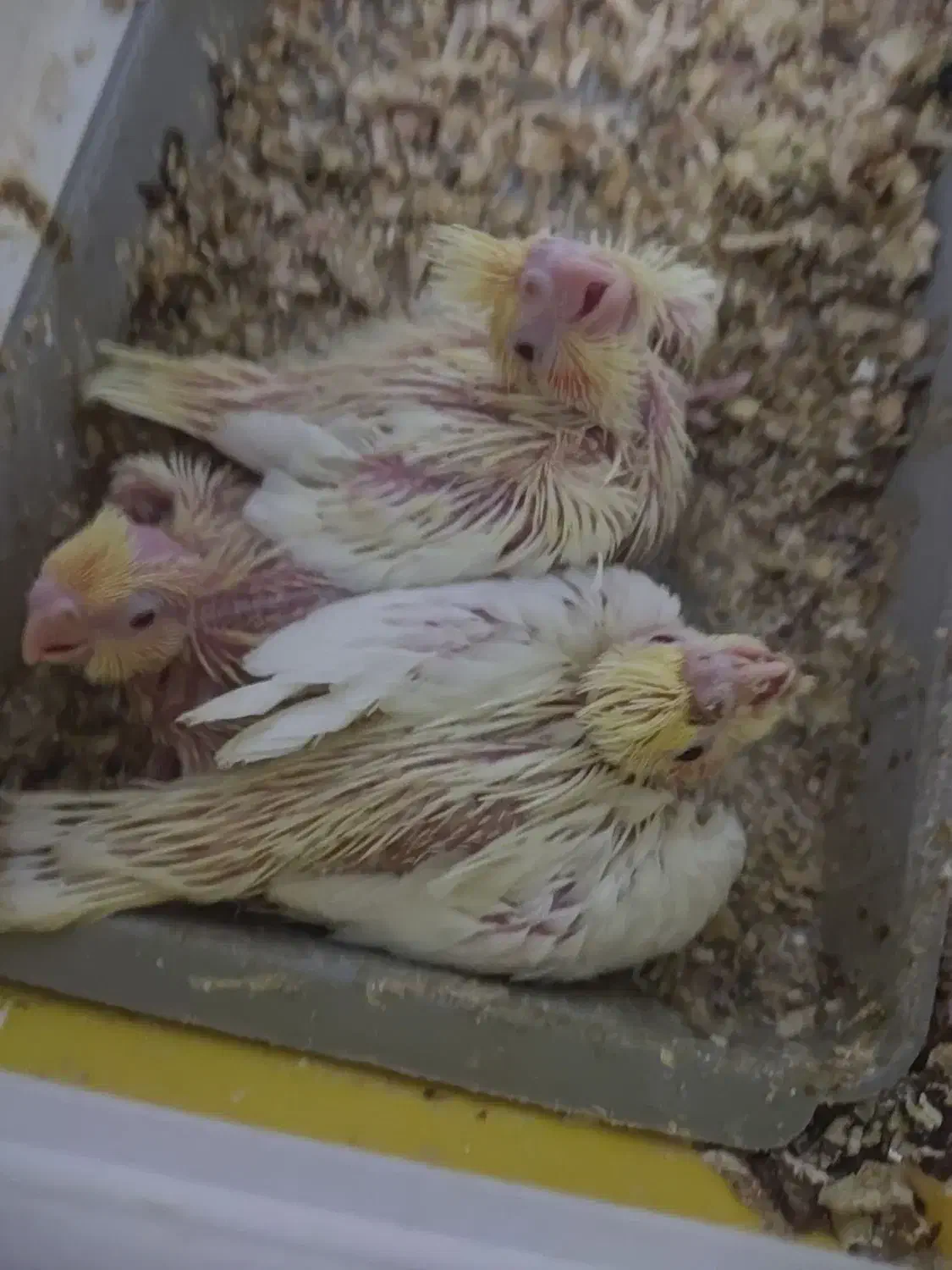 جوجه عروس هلندی|پرنده|فسا, |دیوار