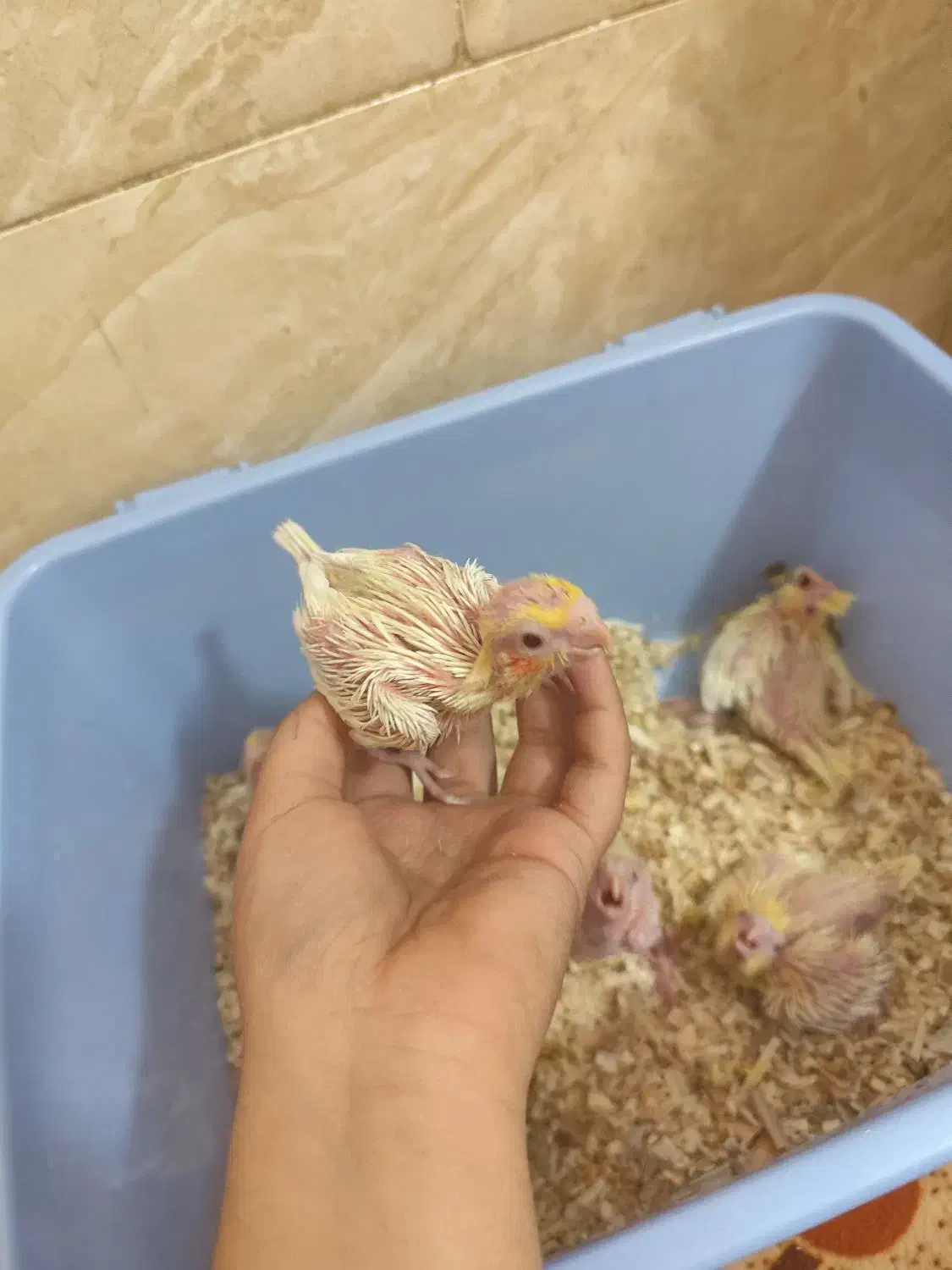 جوجه عروس هلندی|پرنده|شیراز, کوشک میدان|دیوار