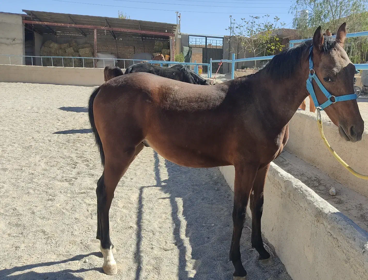 فروش دوعدد کره اسب|اسب و تجهیزات اسب‌سواری|بروجن, |دیوار