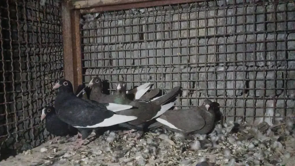 کبوترقره شاخ دارو رنگی|پرنده|سپیدان, |دیوار