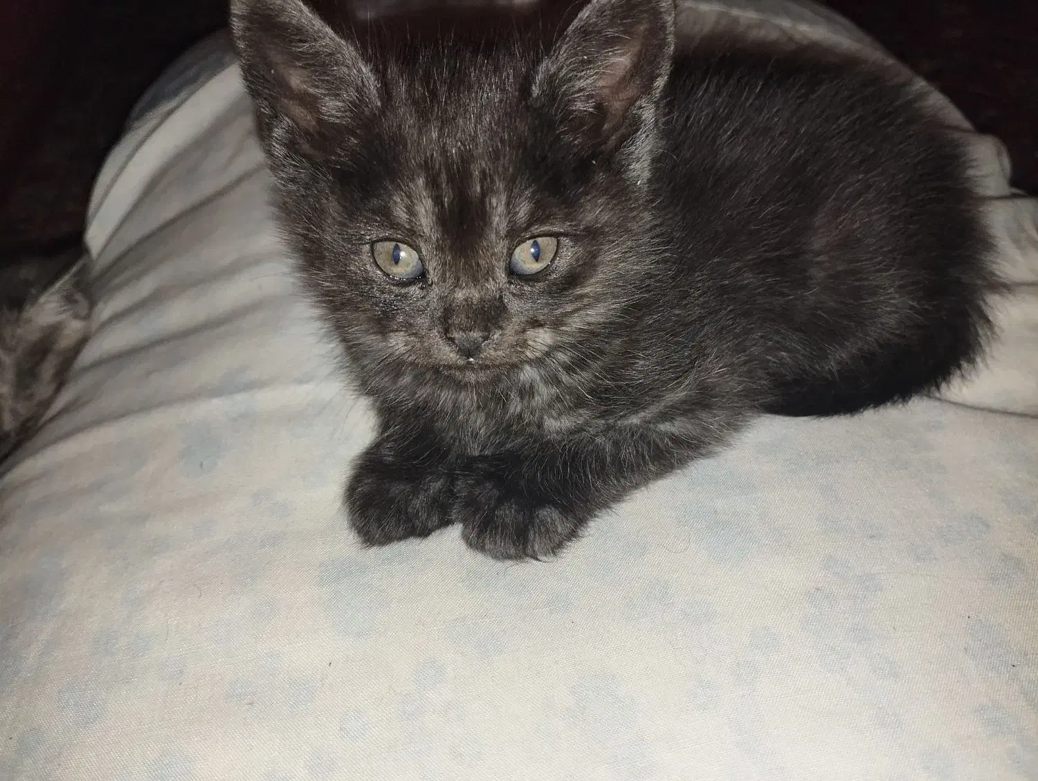 بچه گربه میکس بریتیش (مادر) دی اس اچ زرد تبی پدر|گربه|شیراز, ارم|دیوار