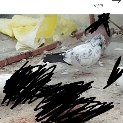 کبوتر پرشی جوجه کشی|پرنده|فاضل آباد, |دیوار