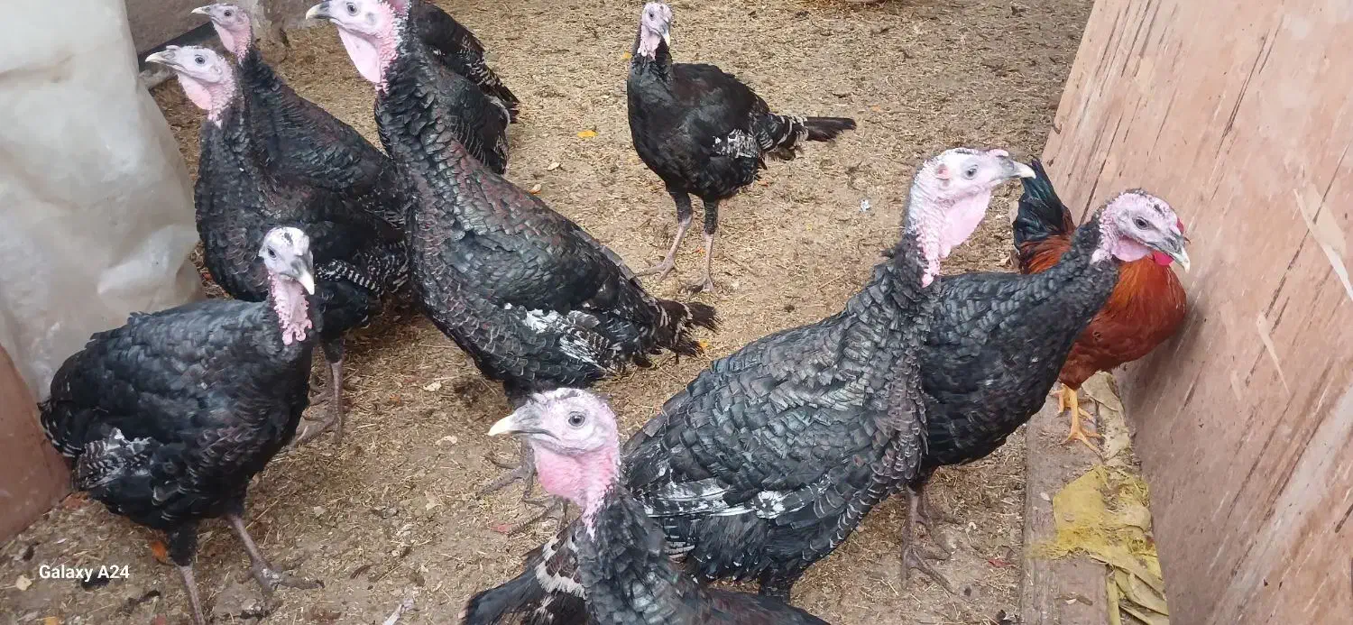 فروش بوقلمون سالم وسرحال|حیوانات مزرعه|شریفآباد, |دیوار