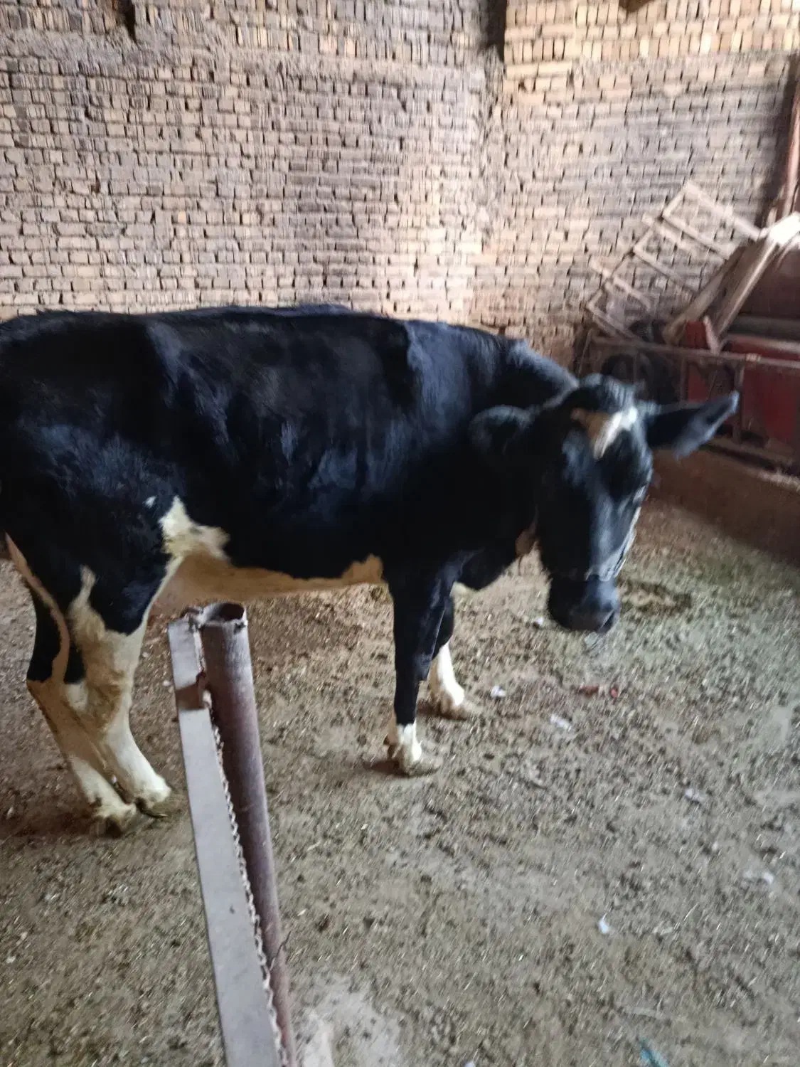 گاو|حیوانات مزرعه|خنداب, |دیوار