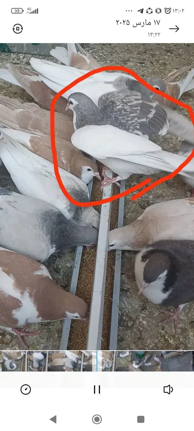 کفتر|پرنده|سبزوار, امیر کبیر|دیوار