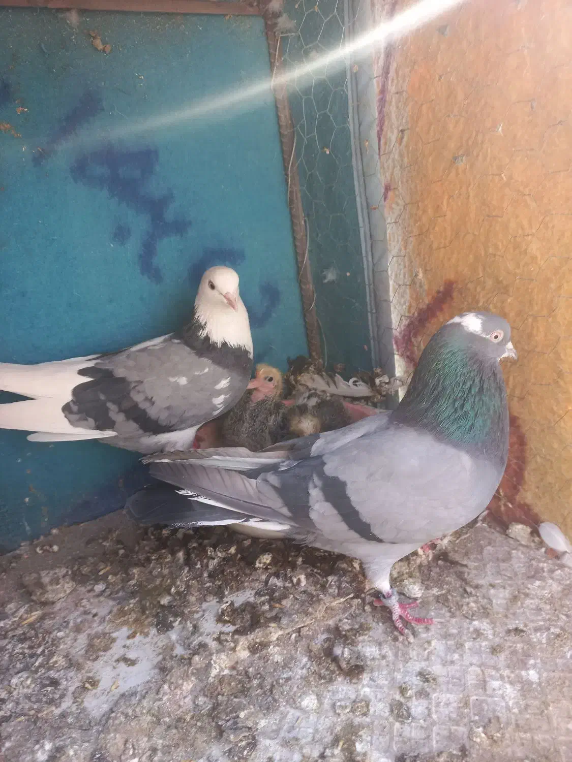 کفتر پرشی|پرنده|سیرجان, |دیوار