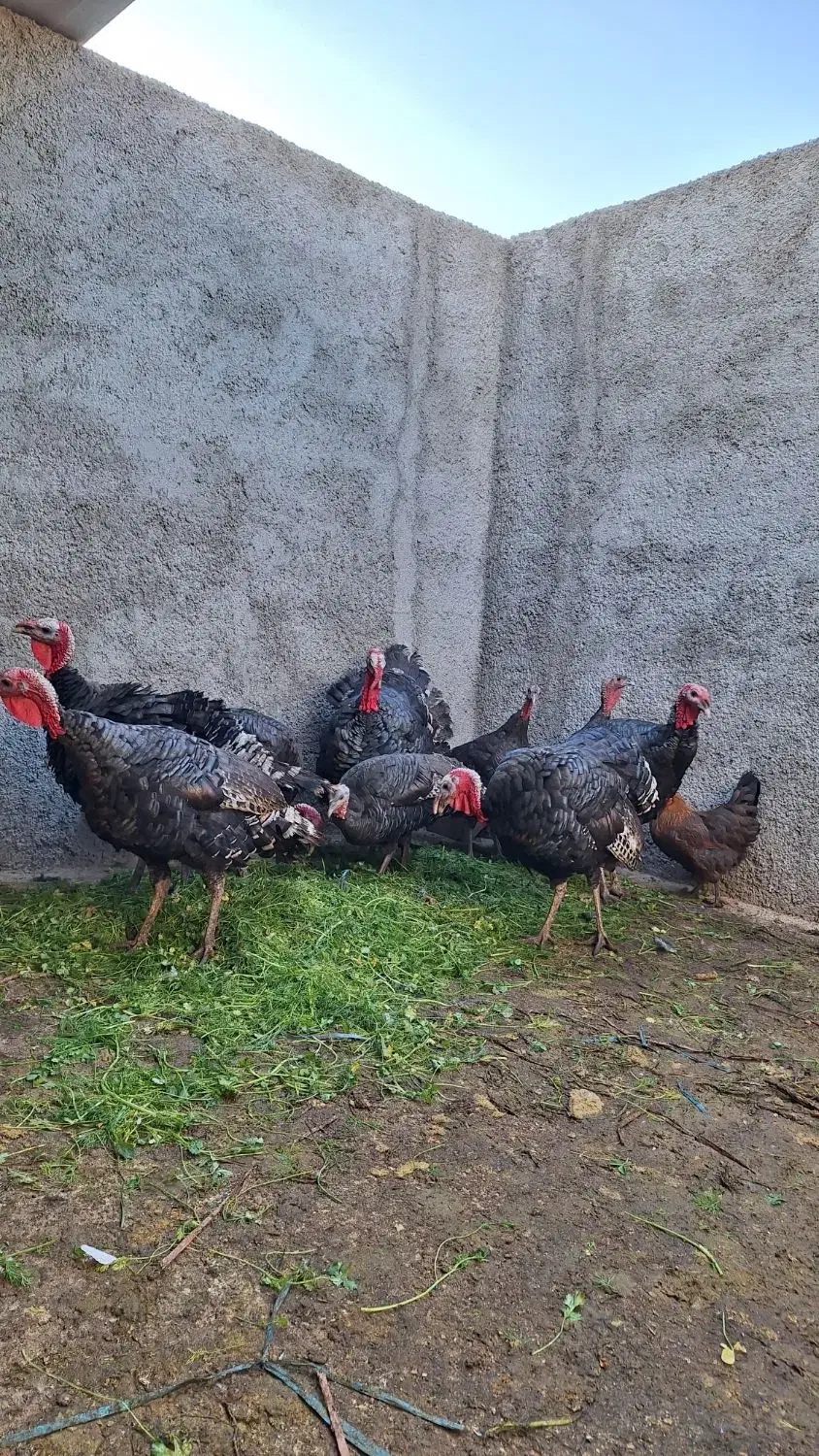 بوقلمون محلی|حیوانات مزرعه|کرج, اخگرآباد|دیوار