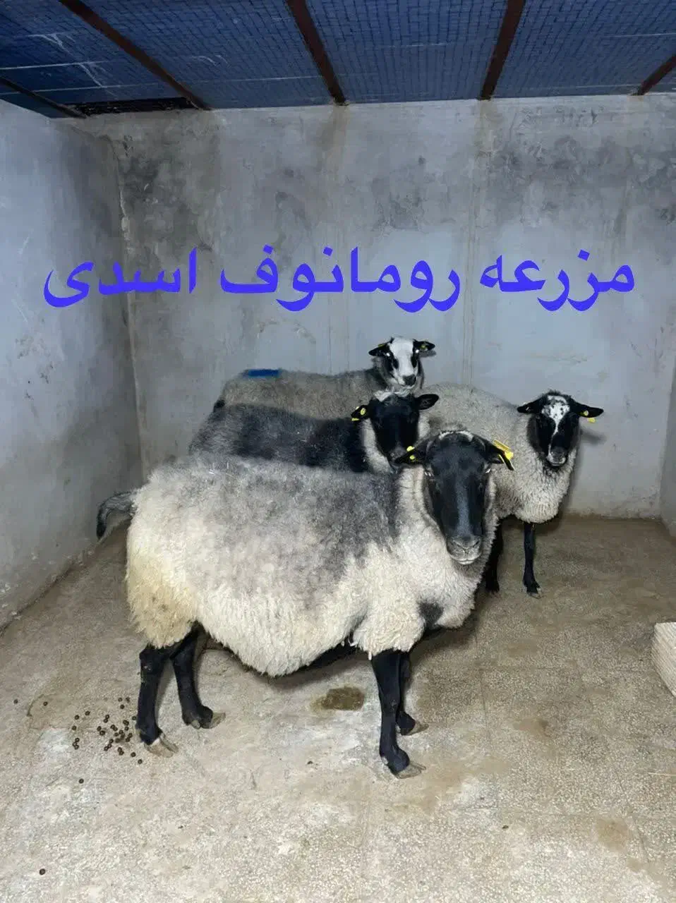رومانوف و بزغاله|حیوانات مزرعه|شاهرود, |دیوار