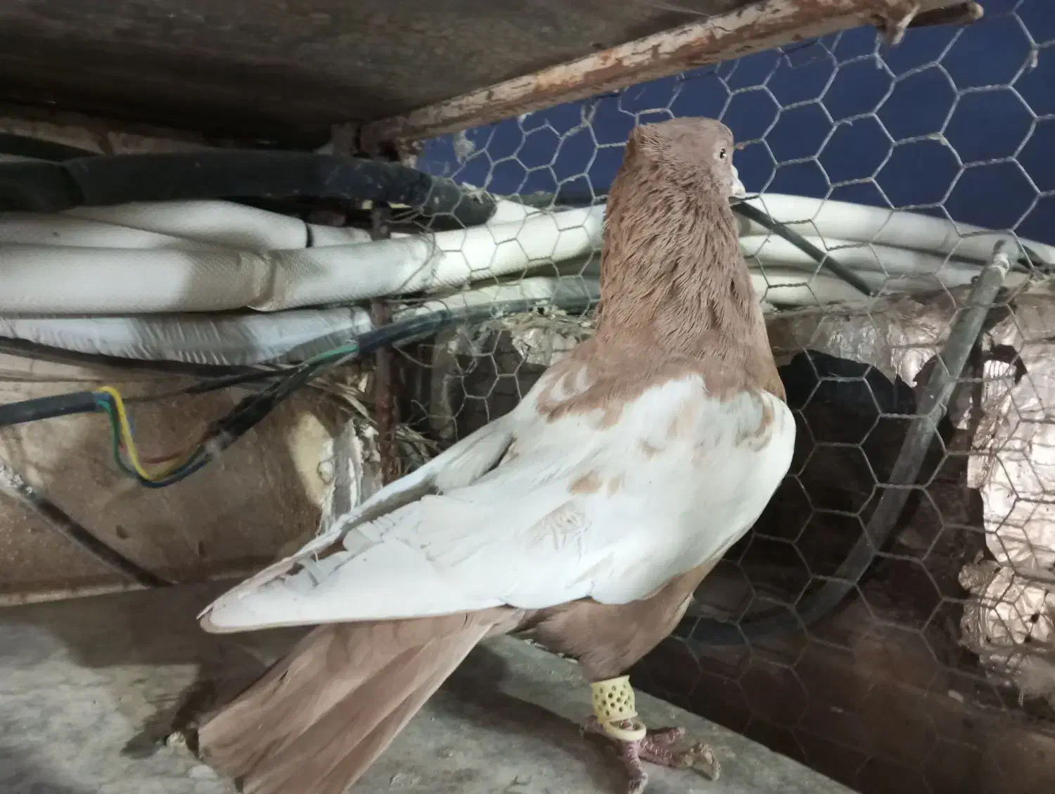 سینه زرد نر بندی|پرنده|شیراز, شیخ علی چوپان|دیوار