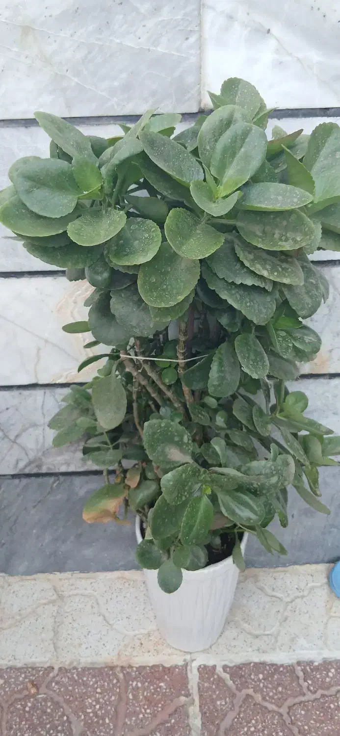 گل قاشق|گل و گیاه طبیعی|زنجان, |دیوار