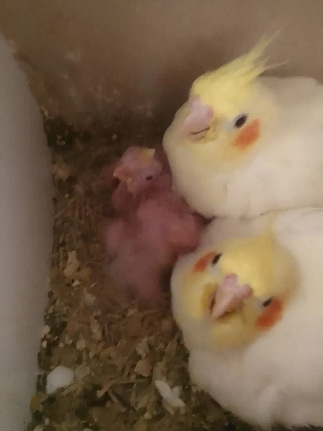 جوجه عروس  لوتینو|پرنده|مشهد, نیزه|دیوار