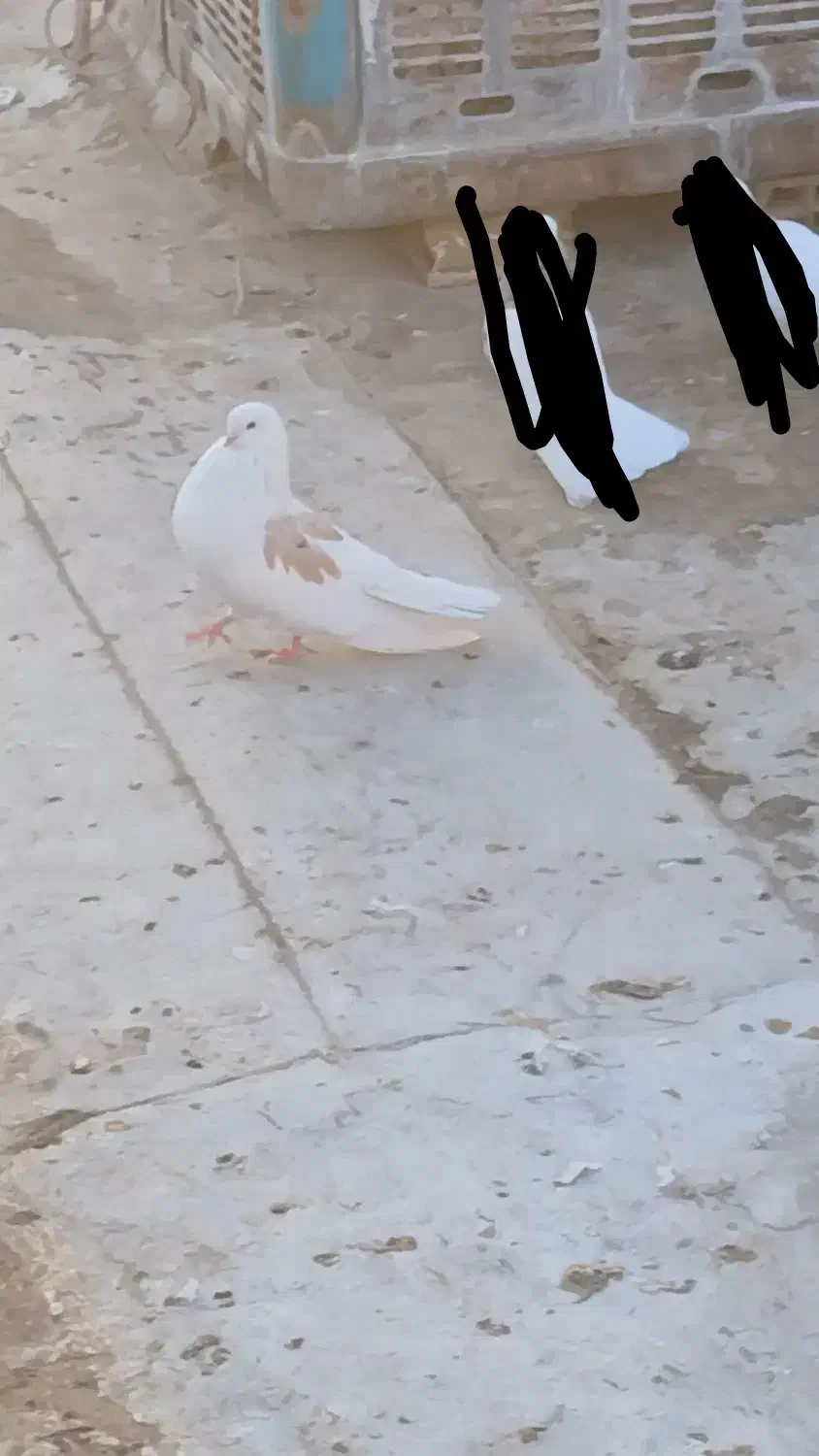 کبوتر|پرنده|کبودرآهنگ, |دیوار