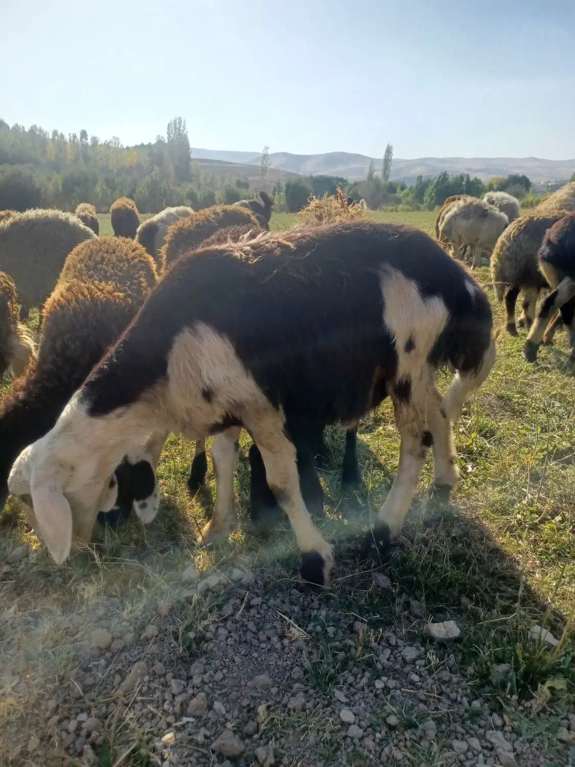 گوسفند.قوچ|حیوانات مزرعه|سیلاخور, |دیوار