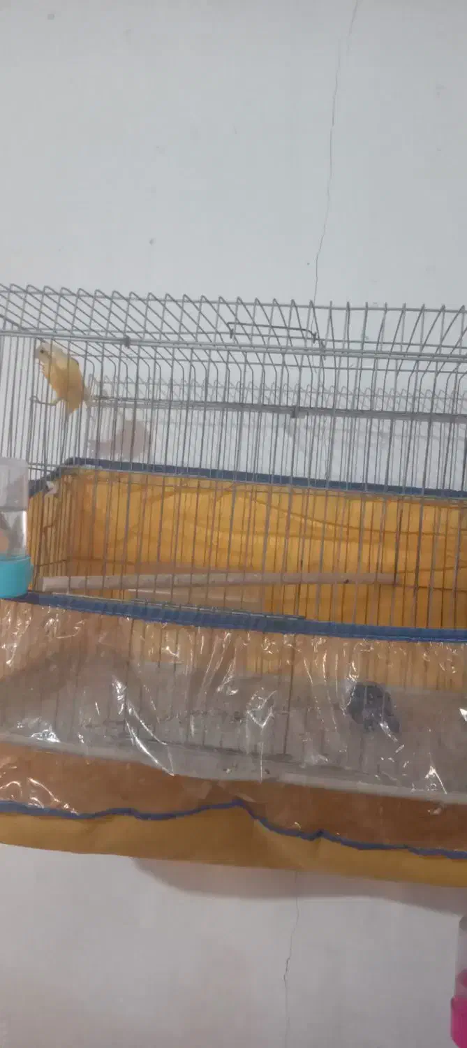 فروش سه پرنده بندرلنگه|پرنده|بندرلنگه, |دیوار