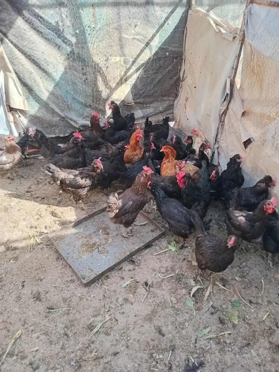 مرغ تخم گذار مشکی و رنگی|پرنده|قم, کلهری|دیوار