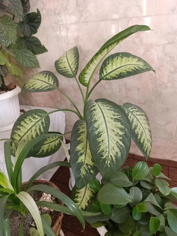 (گل )|گل و گیاه طبیعی|زبرخان, |دیوار