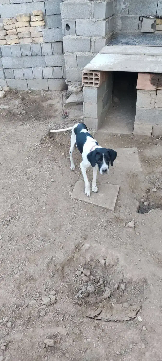 توله دنبلانی|سگ|کلاله, |دیوار