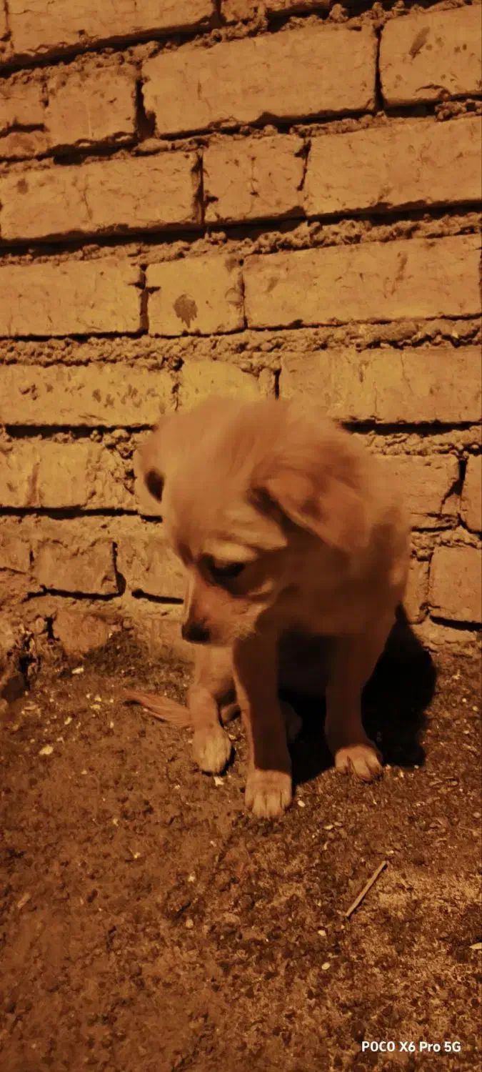 سگ پامر 6ماهه|سگ|ابریشم, |دیوار