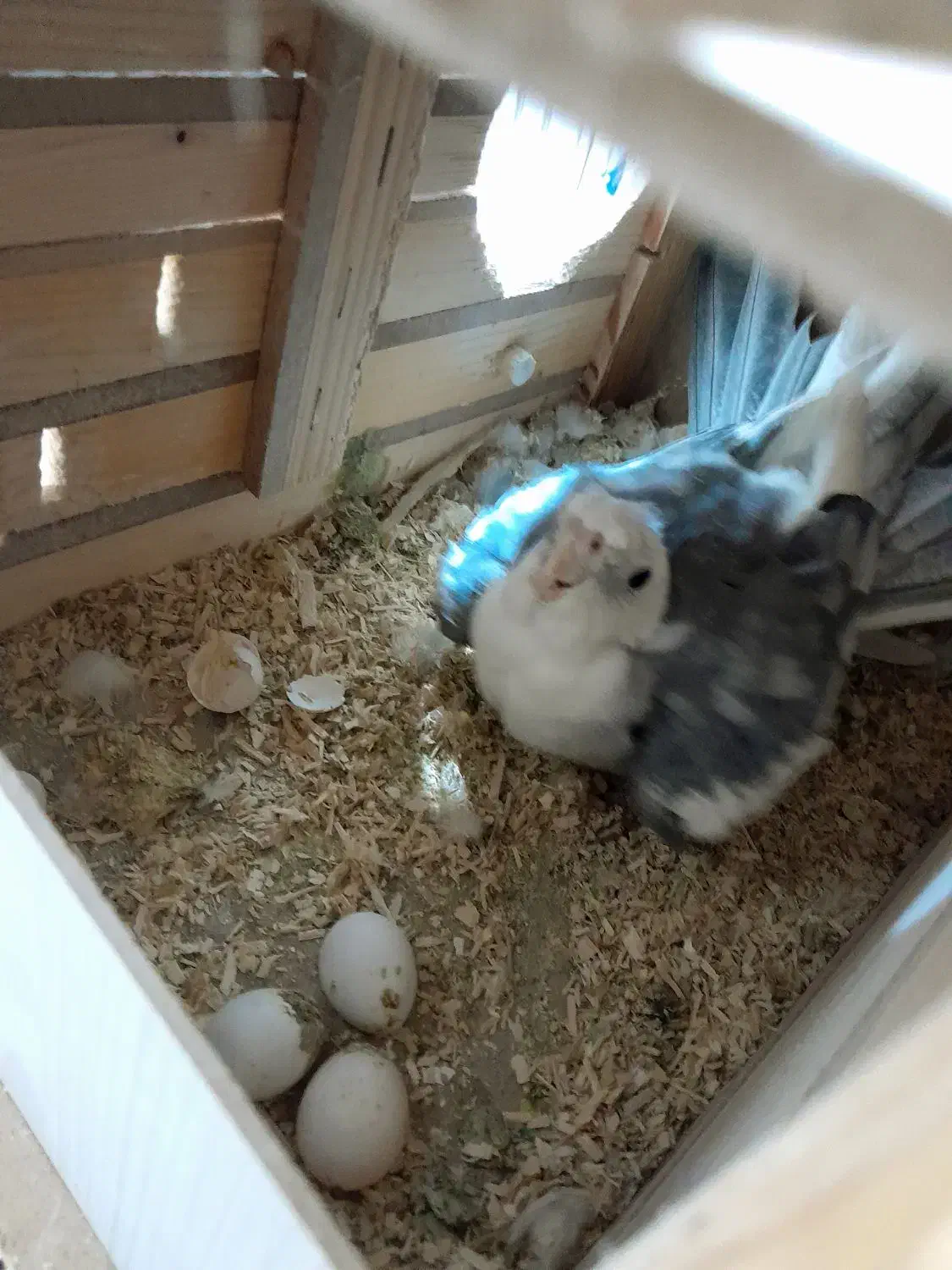 عروس هلندی البینو مولد|پرنده|نسیمشهر, |دیوار