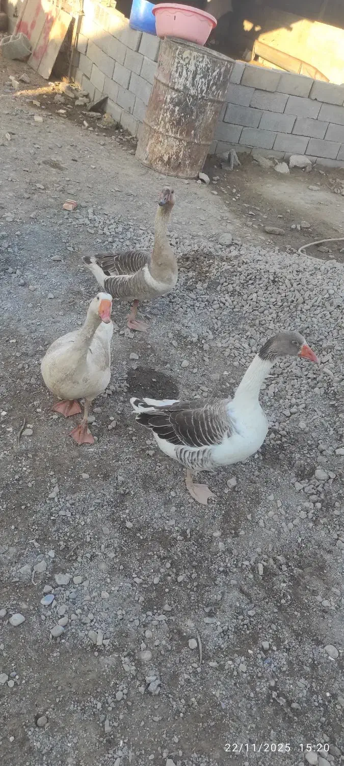 غازمحلی|حیوانات مزرعه|انبارآلوم, |دیوار