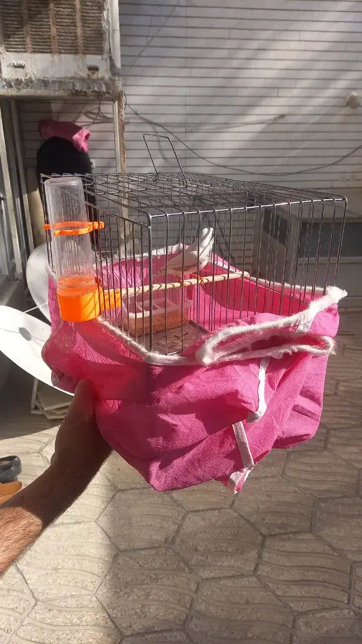 یک عدد فنچ دم سیاه|پرنده|اصفهان, مسجد مصلی|دیوار