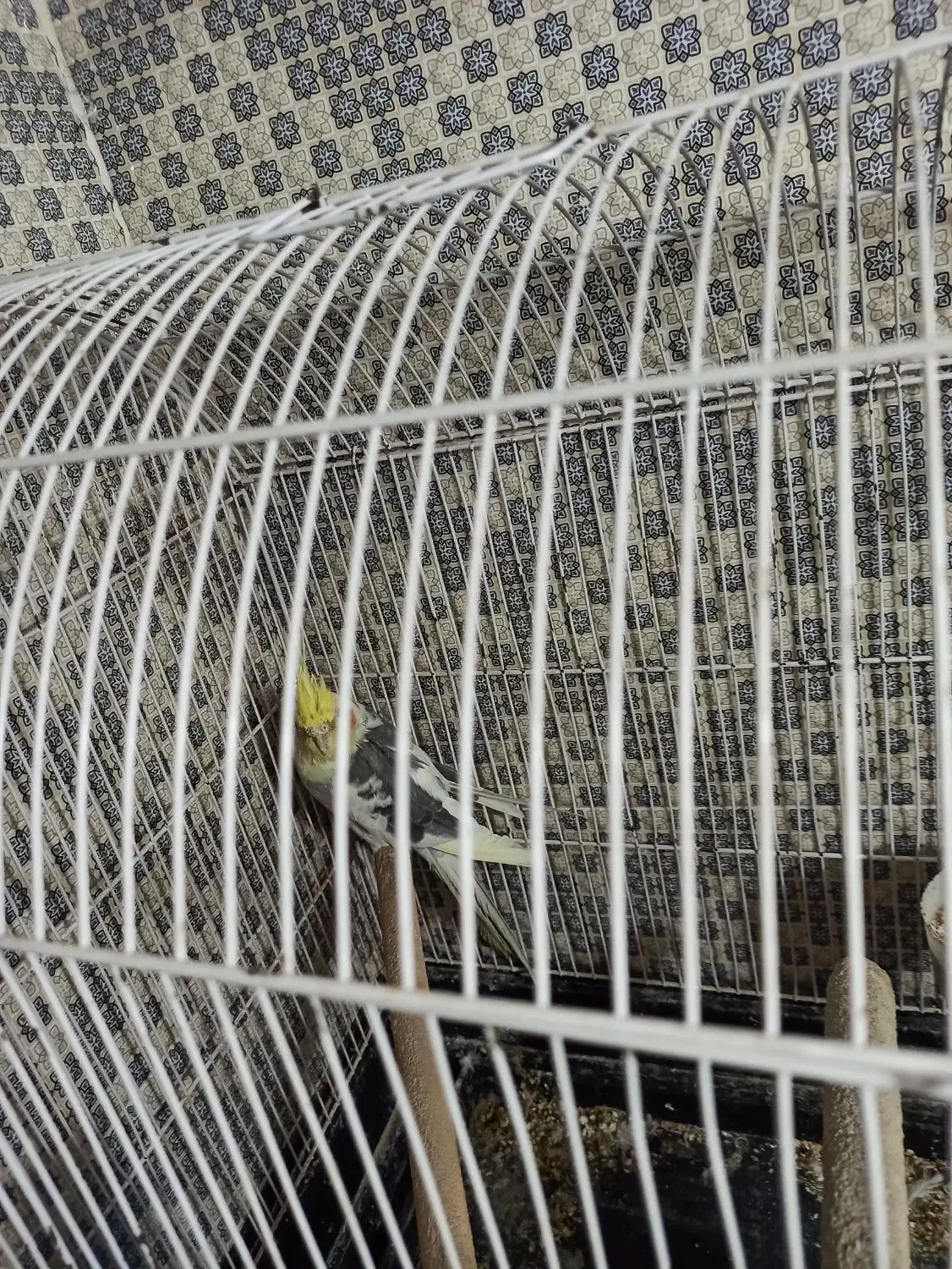 عروس هلندی مولد سخنگو|پرنده|خزل, |دیوار