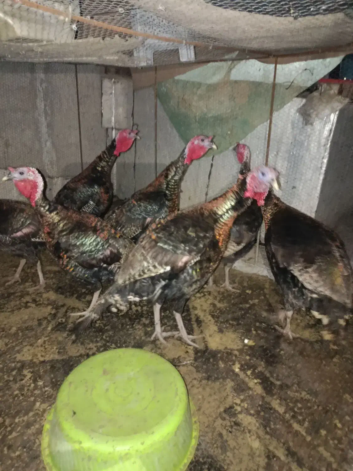 فروش. فوری. بقلمون نر ماده|حیوانات مزرعه|نکا, |دیوار