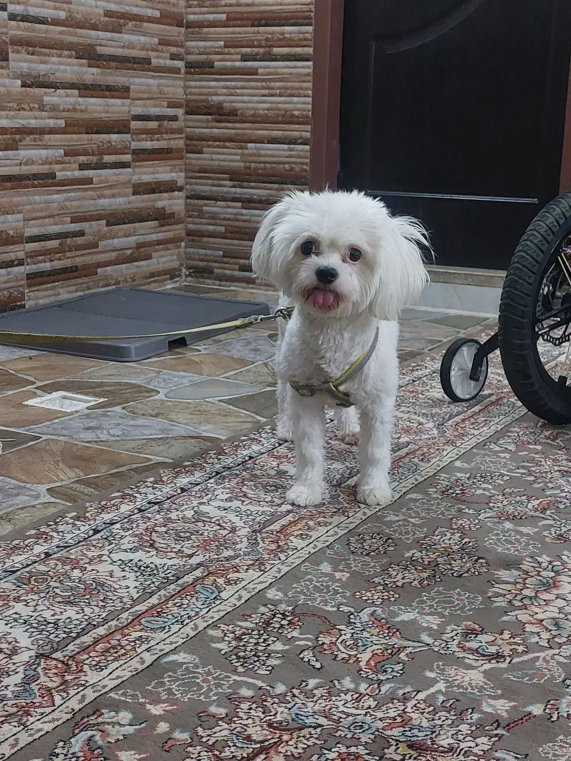 سگ خونگی فروش فوری|سگ|کاشان, شهرک ۲۲ بهمن|دیوار