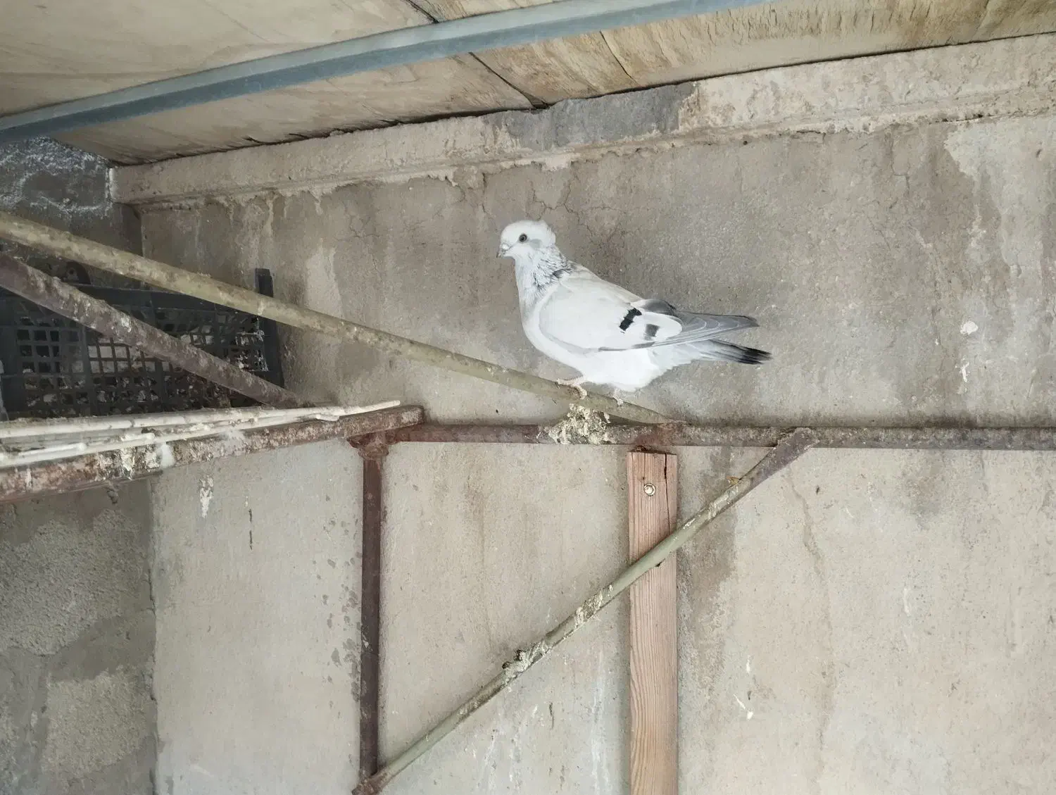 شامی کاکلی|پرنده|زرین دشت (فارس), |دیوار