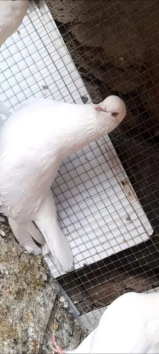 فروش۳کبوتر تهرونی چشم نوک سفید و سفید پر|پرنده|شهرکرد, |دیوار