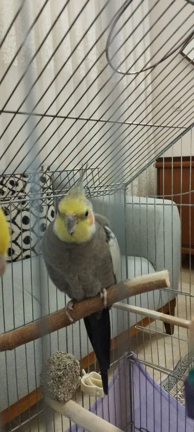 عروس هلندی|پرنده|زنجان, |دیوار