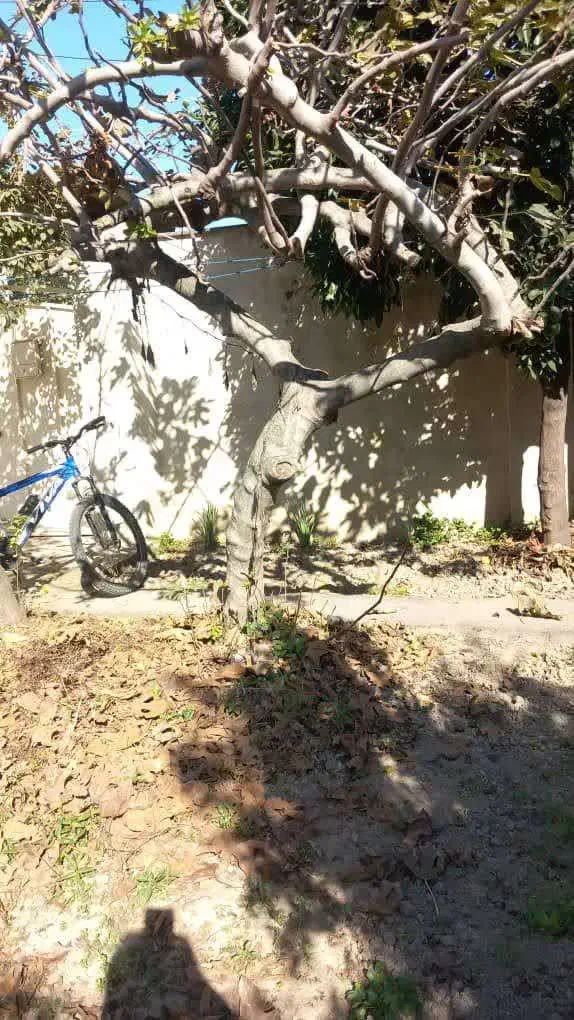 هیزم درختی|گل و گیاه طبیعی|آمل, |دیوار