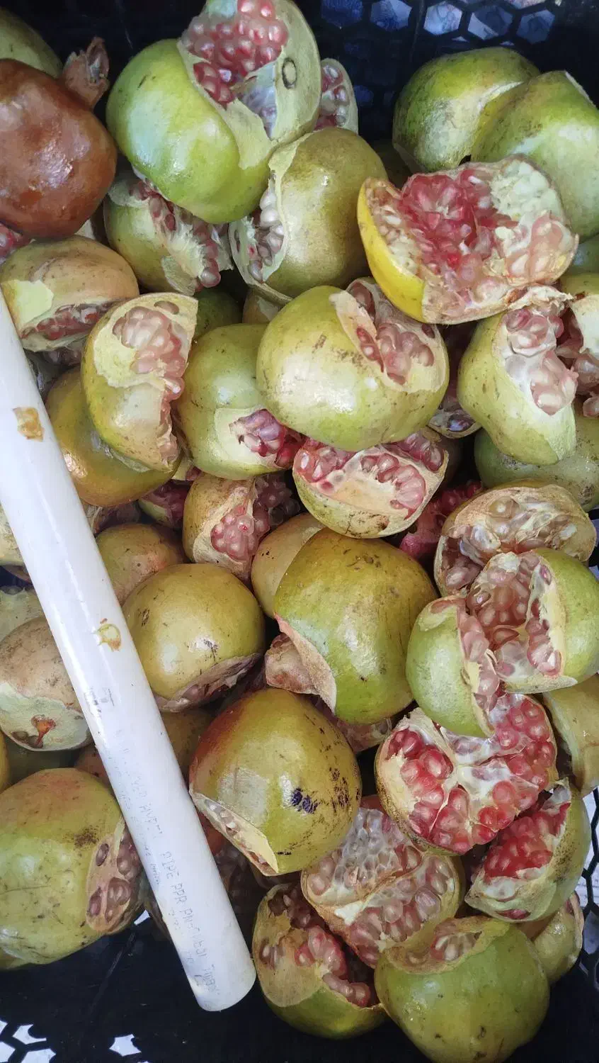 رب انار  ناردونه|خوردنی و آشامیدنی|شیراز, صاحب الزمان|دیوار