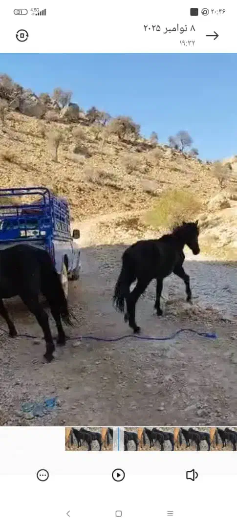 کره اسب|اسب و تجهیزات اسبسواری|یاسوج, |دیوار