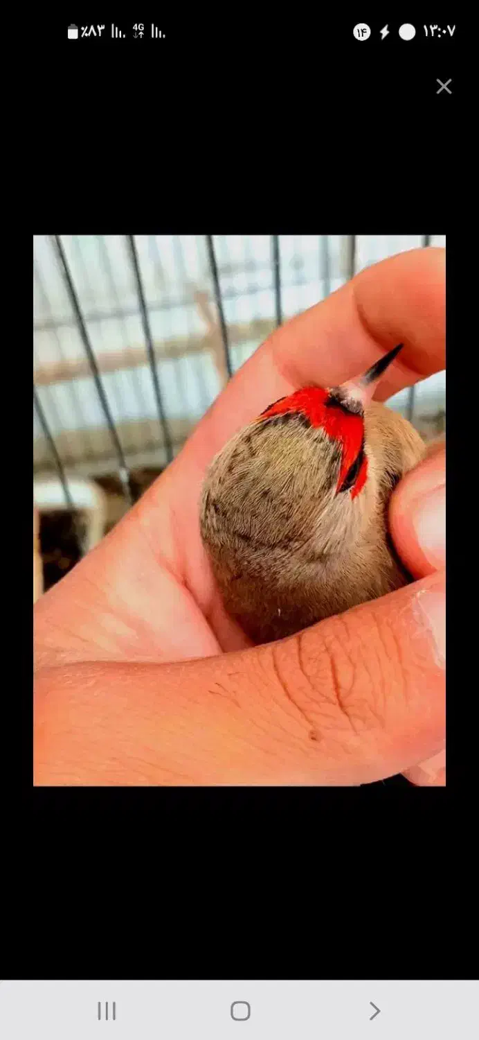 سهره کرمانی|پرنده|مشهد, طبرسی شمالی|دیوار