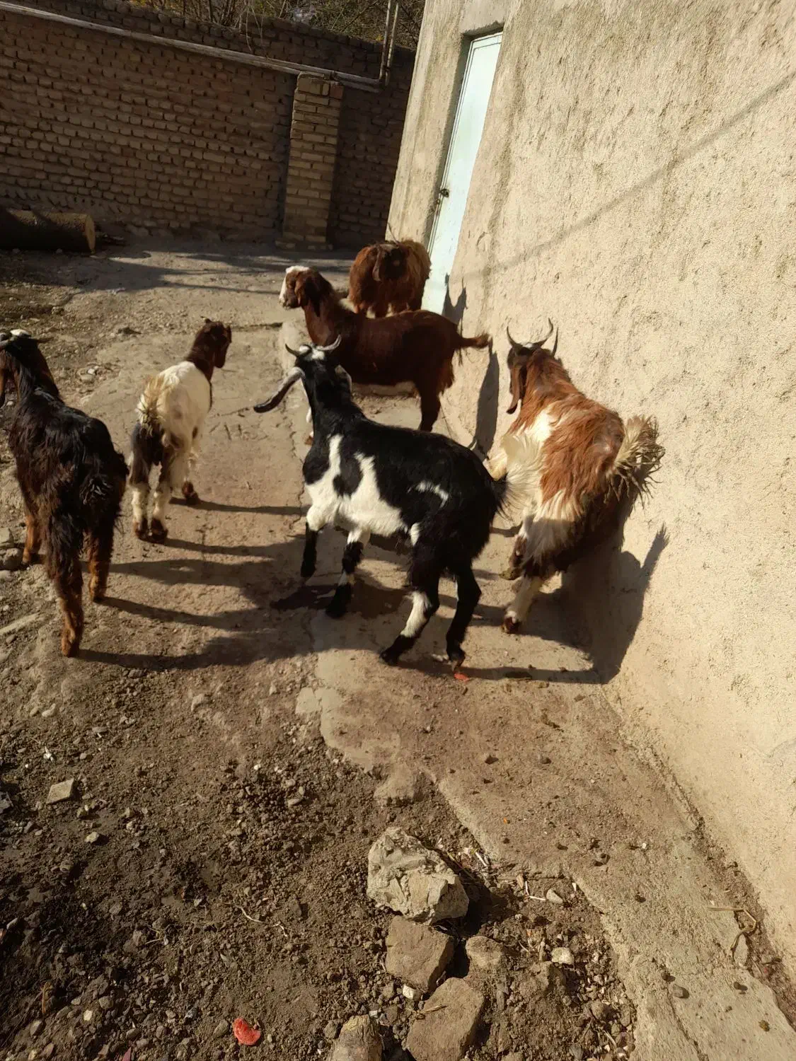 نر بز جوان|حیوانات مزرعه|نوده خاندوز, |دیوار