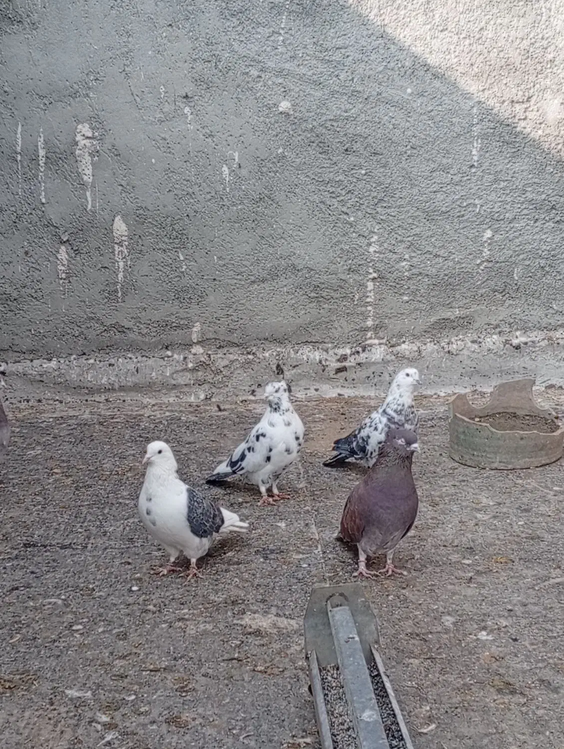 تعدادی کبوتر پرشی بفروش میرسد|پرنده|نقده, |دیوار