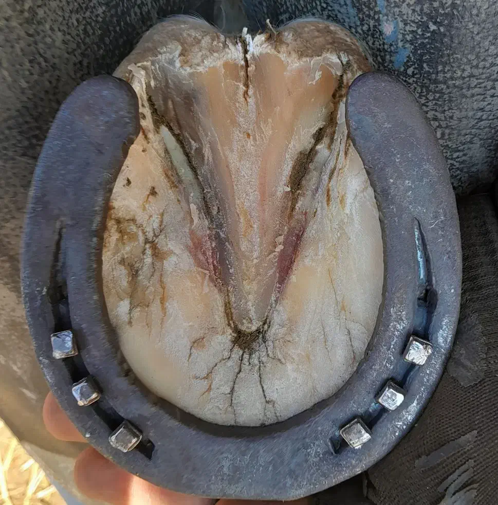 نعل بندی (نعل داغ)|اسب و تجهیزات اسب‌سواری|مشهد, ارشاد|دیوار