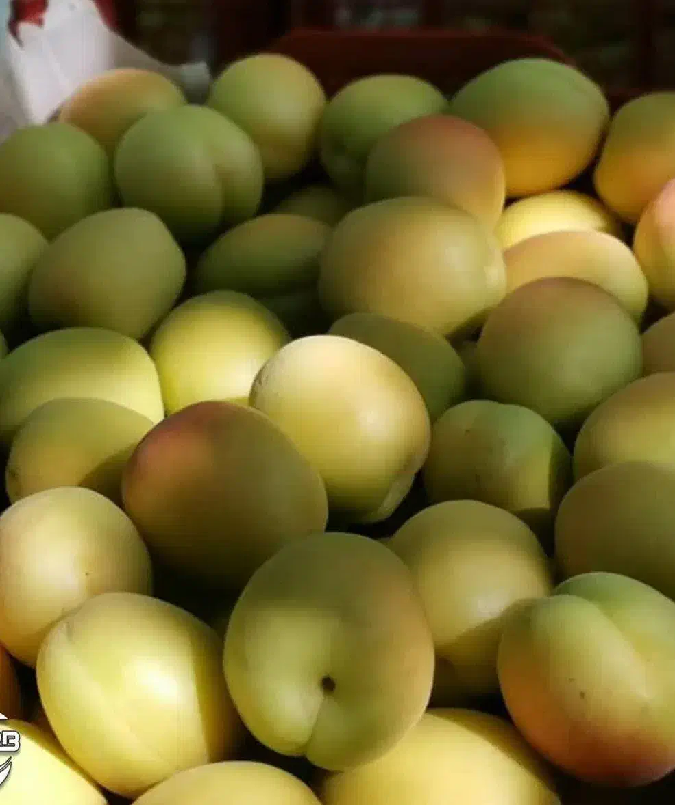 تولید نهال زردآلو تخم مرغی سلطنتی|خدمات باغبانی و درختکاری|دره رود, |دیوار