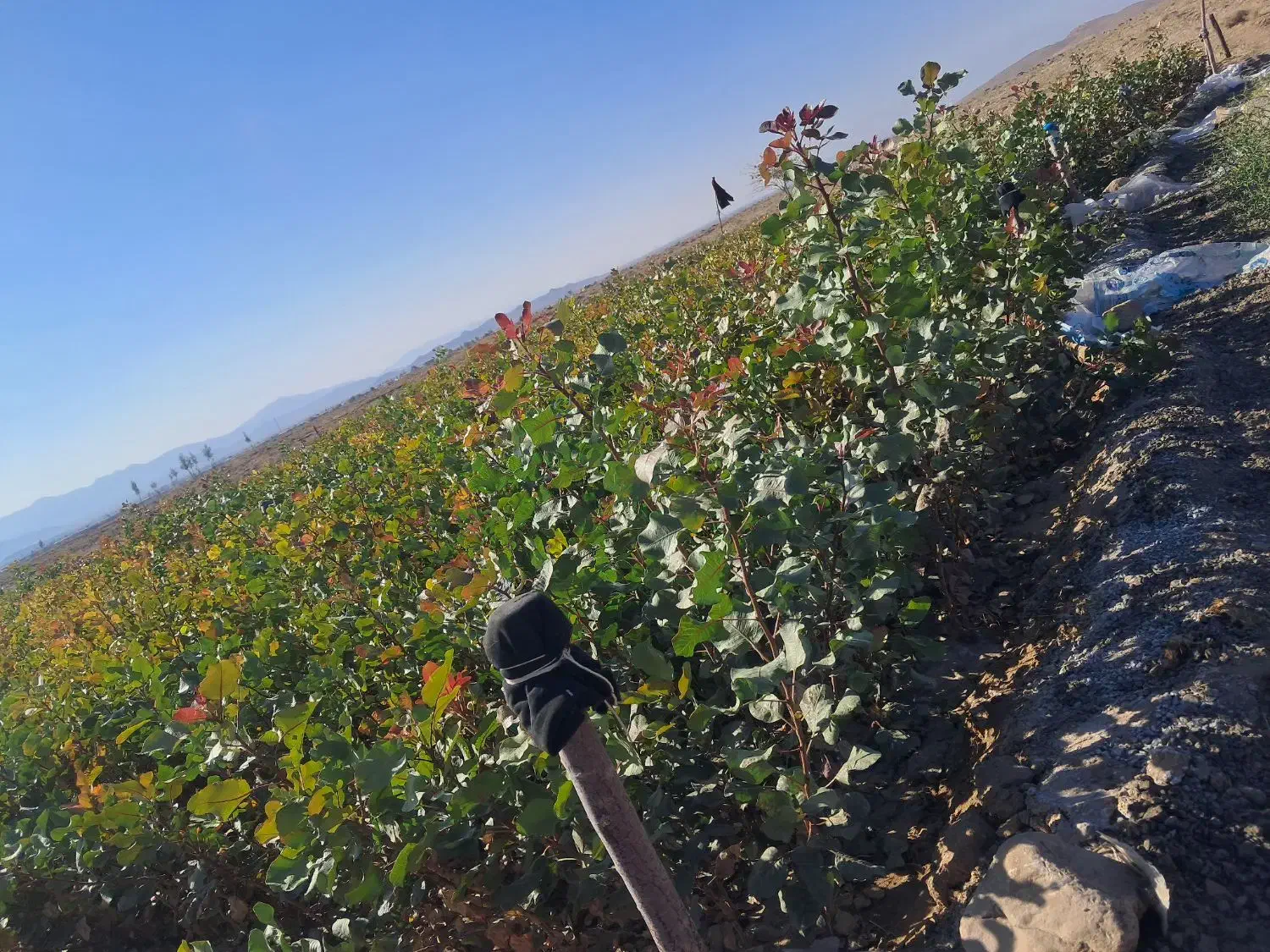 نهال پسته۴۰۴ فروشی|خدمات باغبانی و درختکاری|حنا, |دیوار