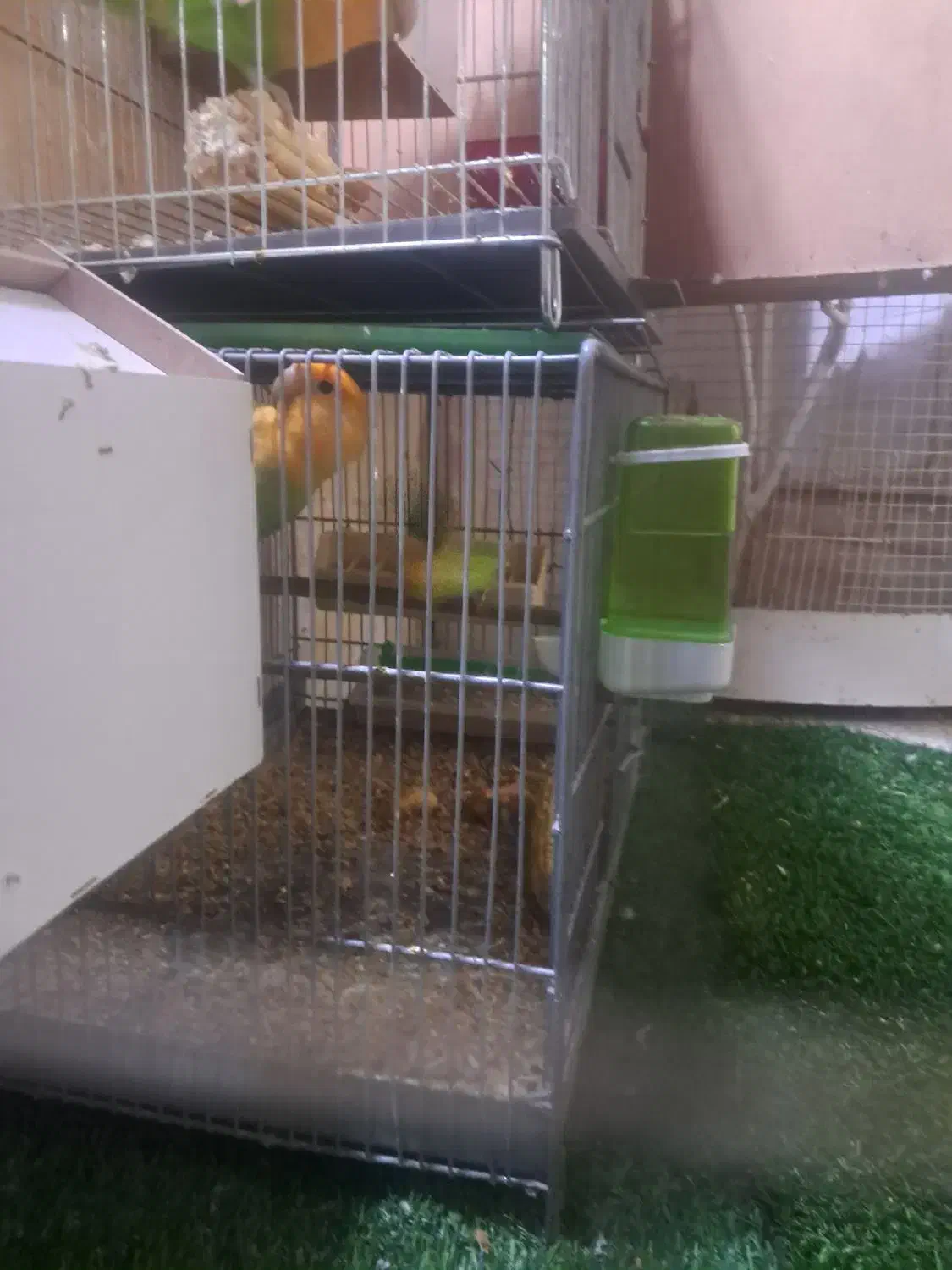 برزیلی کله نارنجی|پرنده|اهواز, شریعتی جنوبی|دیوار