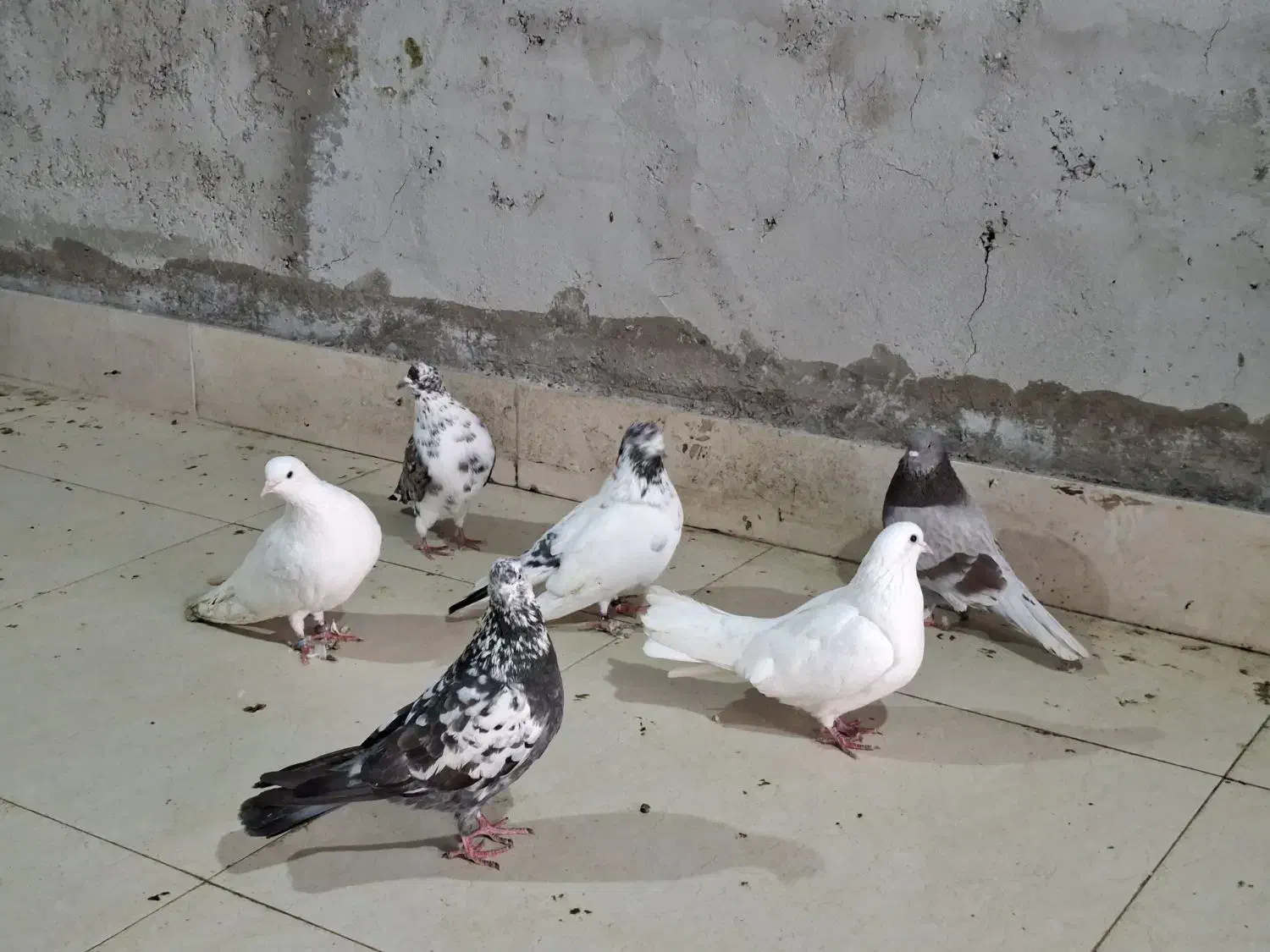 کبوتر پرشی|پرنده|رشت, بیجارپس|دیوار