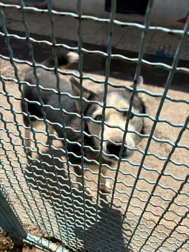 واگذاری سگ رایگان|سگ|تبریز, |دیوار