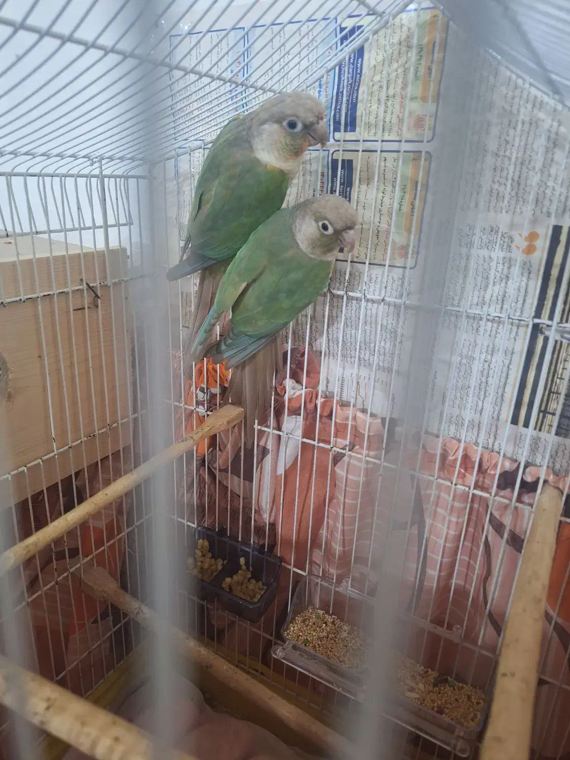 جفت گرینجیک مولد پاین اپل|پرنده|رشت, کوی عرفان|دیوار