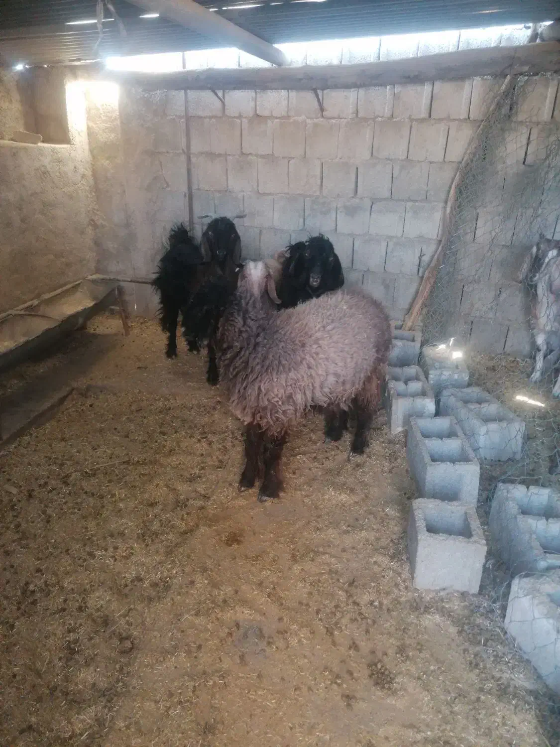 بره نژاد دار|حیوانات مزرعه|سوق, |دیوار