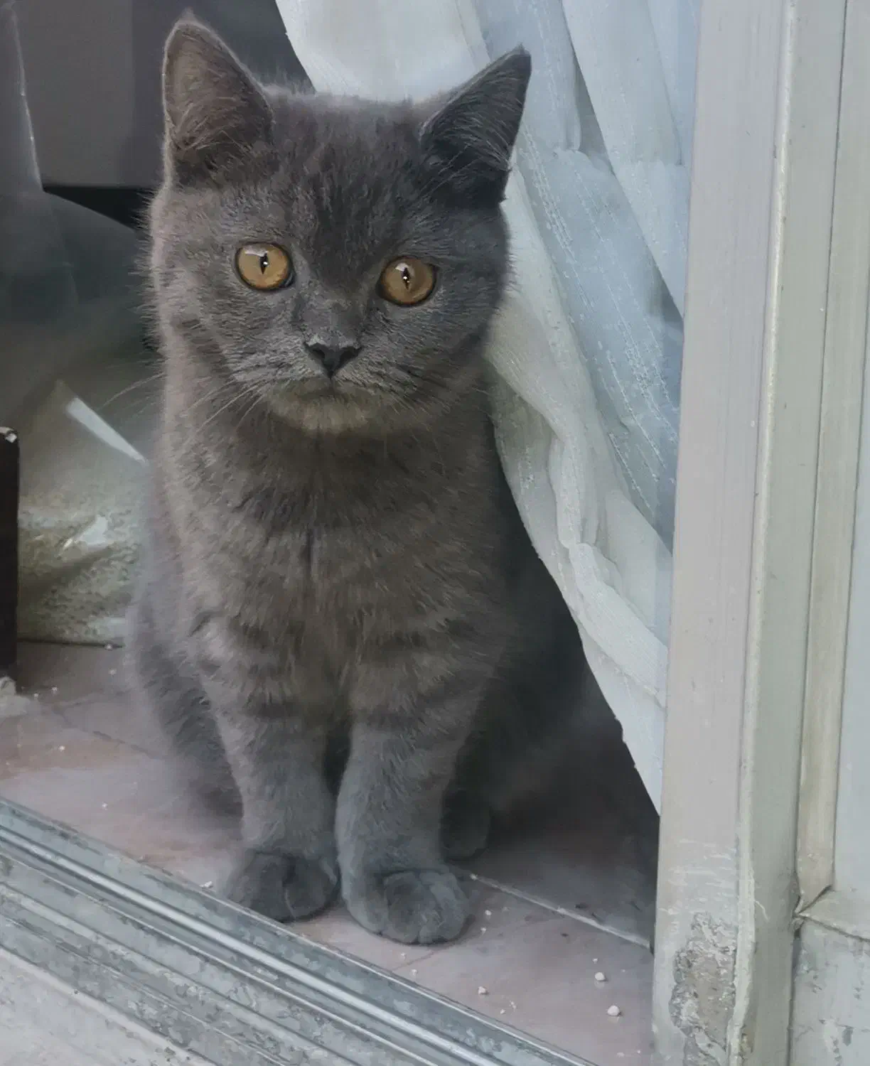 دختر خوشگل اسکاتیش|گربه|گنبد کاووس, |دیوار